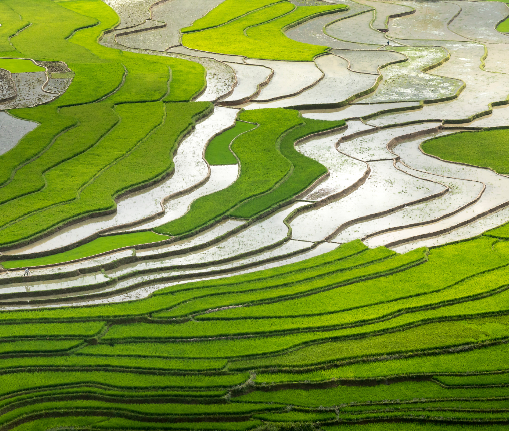 Rice Fields Aerial